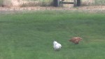 chickens