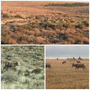 grievinggumdrops.com